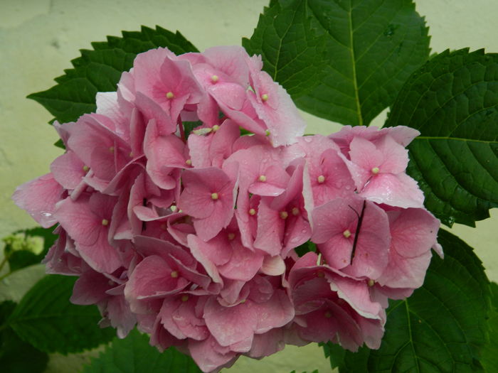 DSCN0484 - 2016 BRUGMANSII_CLEMATITE_HORTENSII 2