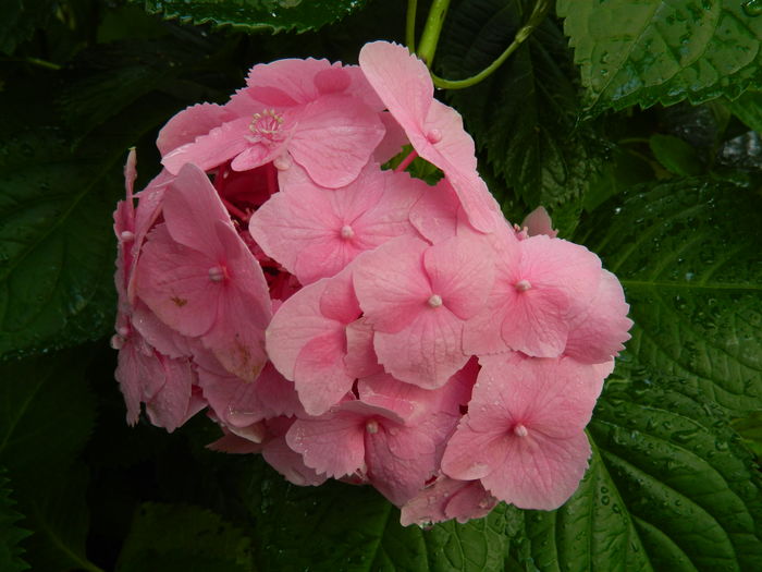 DSCN0485 - 2016 BRUGMANSII_CLEMATITE_HORTENSII 2