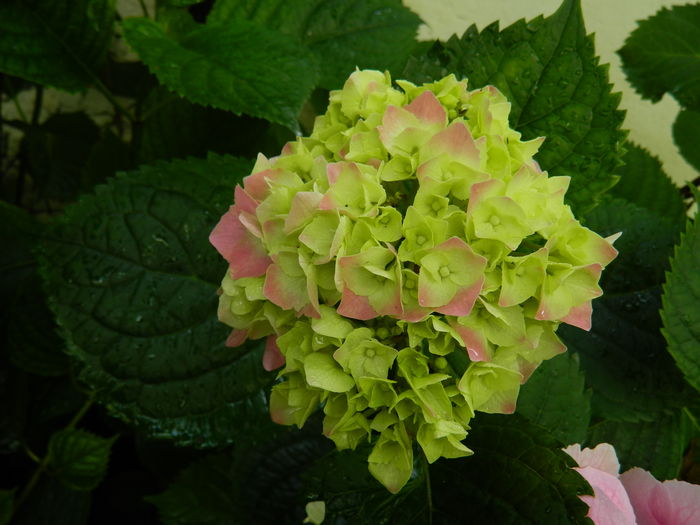 DSCN0486 - 2016 BRUGMANSII_CLEMATITE_HORTENSII 2