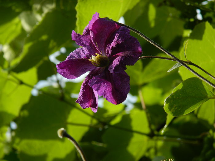 DSCN0521 - 2016 BRUGMANSII_CLEMATITE_HORTENSII 2