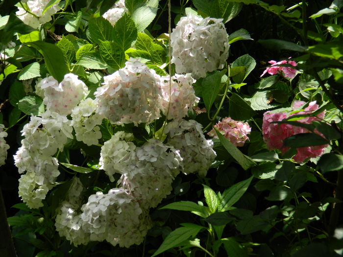 DSCN0538 - 2016 BRUGMANSII_CLEMATITE_HORTENSII 2