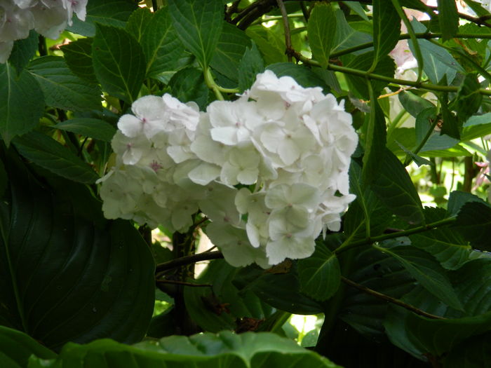 DSCN0544 - 2016 BRUGMANSII_CLEMATITE_HORTENSII 2