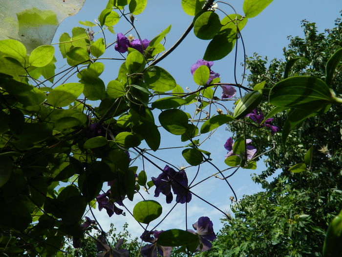 DSCN0550 - 2016 BRUGMANSII_CLEMATITE_HORTENSII 2