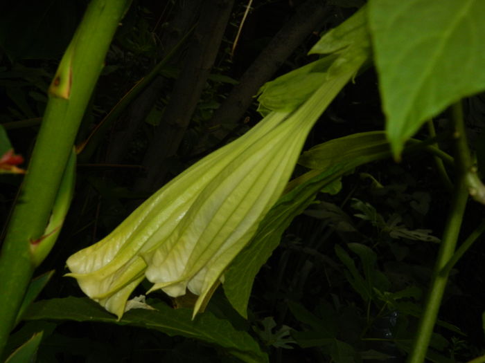 DSCN0700 - 2016 BRUGMANSII_CLEMATITE_HORTENSII 2