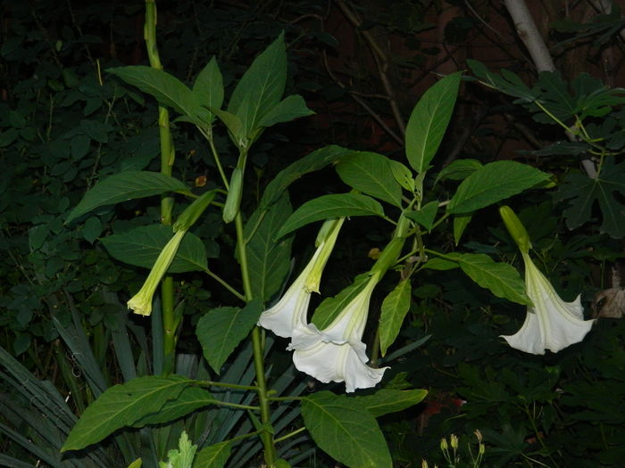 DSCN9868 - 2016 BRUGMANSII_CLEMATITE_HORTENSII 2