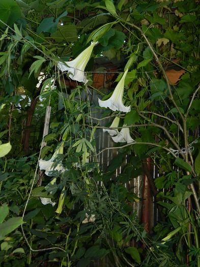 DSCN9872 - 2016 BRUGMANSII_CLEMATITE_HORTENSII 2