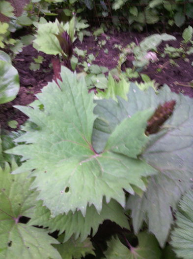 Liguraria - 01-Flori din curtea mea 2016