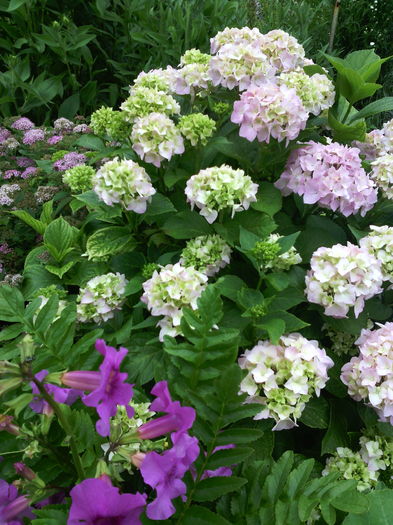 Ortensia - 01-Flori din curtea mea 2016