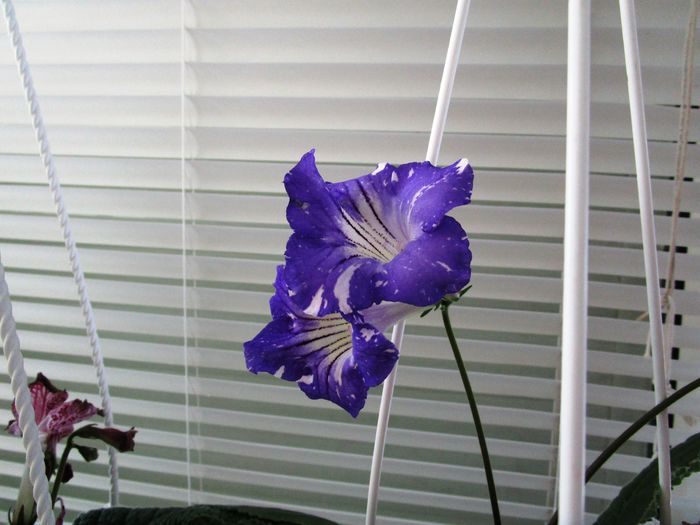 DS-February(23-06-2016) - Streptocarpusi 2016