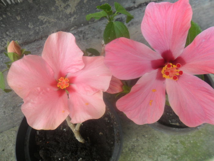 004 - hibiscusi 2016-1