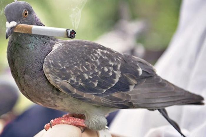 pigeons - Nu mai hraniti porumbeii