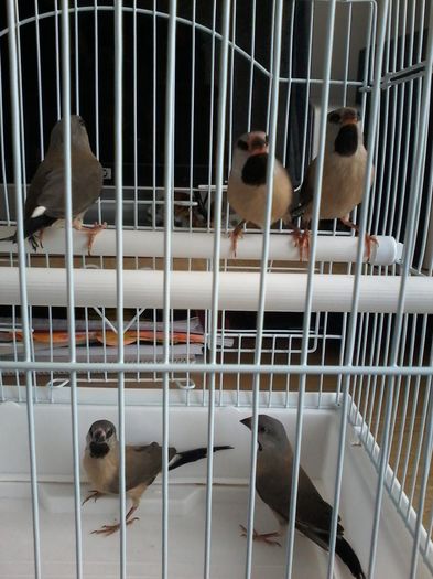 PUI SPIT AMANDINE MAI 2016