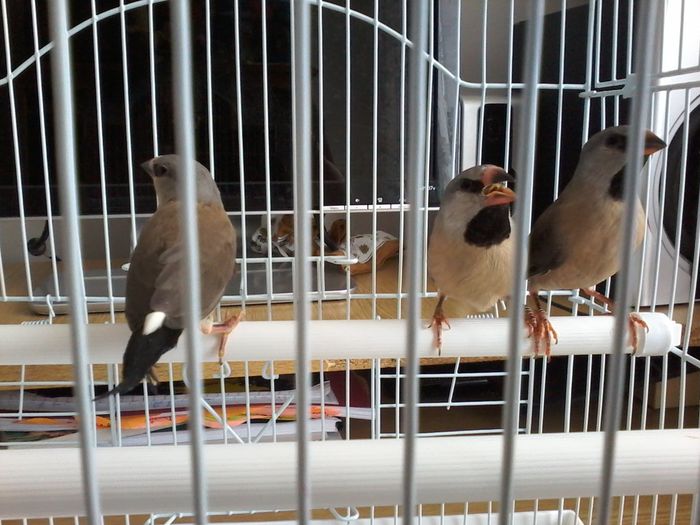 PUI SPIT AMANDINE MAI 2016