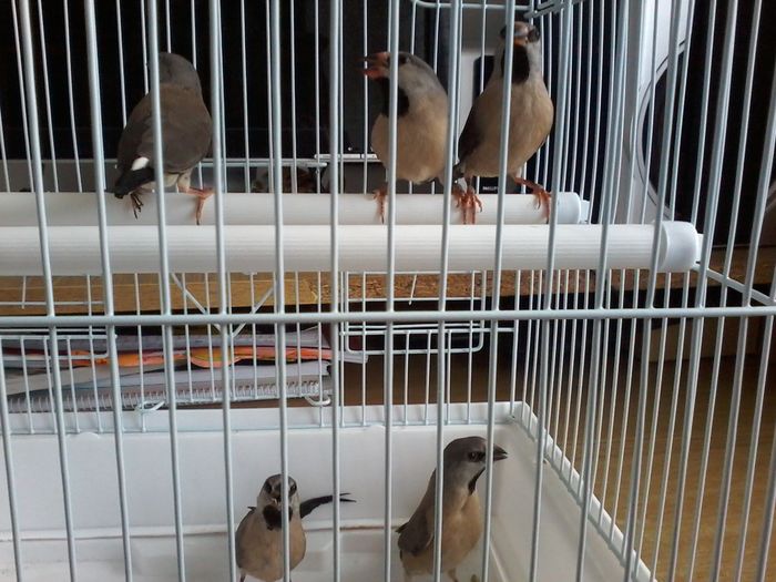 PUI SPIT AMANDINE MAI 2016