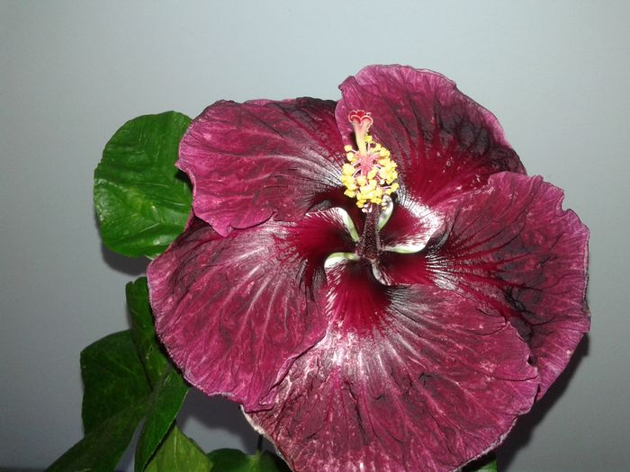 20160623_093410 - Hibiscus Black Dragon