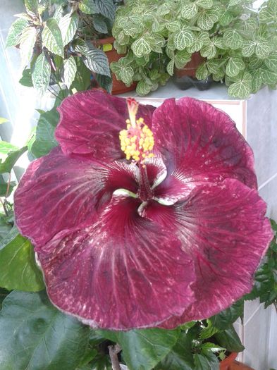 20160623_093738 - Hibiscus Black Dragon