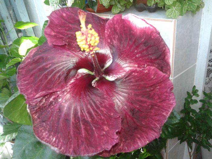 20160623_093759 - Hibiscus Black Dragon