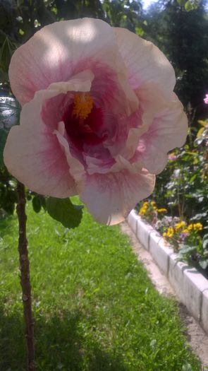 WP_20160623_10_19_03_Pro - Hibiscus Rebellious Lady