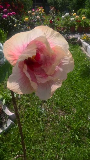 WP_20160623_10_19_19_Pro - Hibiscus Rebellious Lady