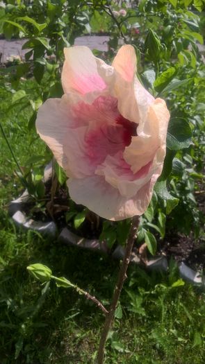 WP_20160623_10_19_25_Pro - Hibiscus Rebellious Lady