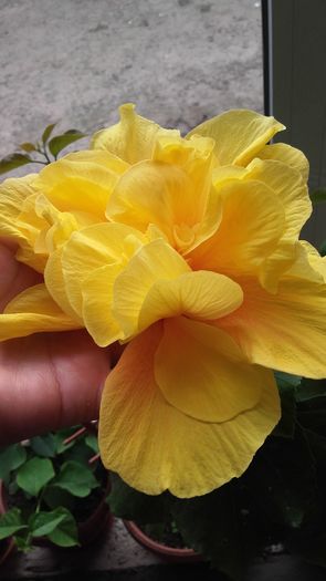 20160620_180108 - HIBISCUSI