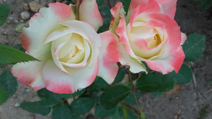 20160623_072705