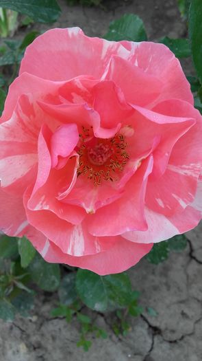 20160623_072723