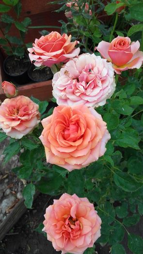 20160622_084254