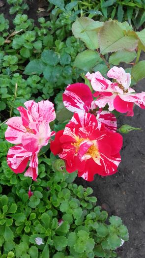 20160622_084300