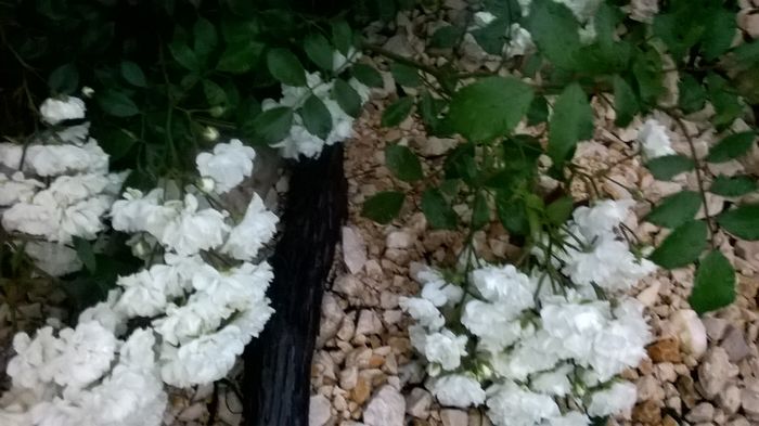 WP_20160622_21_21_16_Pro - A trandafirii mei