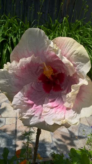 WP_20160623_11_31_59_Pro - Hibiscus Rebellious Lady