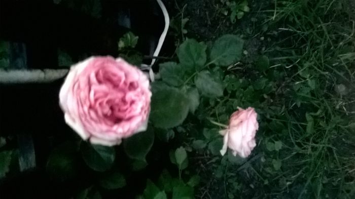 WP_20160622_21_25_21_Pro - A trandafirii mei