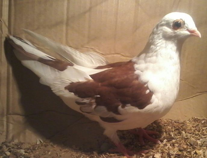 moriscar tare 2016 pierdut la zbor