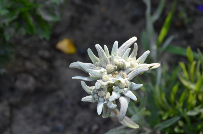 DSC_0043 - dragostea  de natura