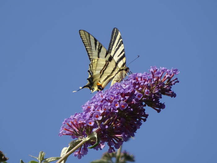 Swallowtail butterfly