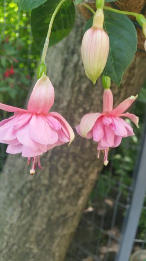 20160623_134823 - Fuchsia