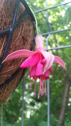 20160623_134858 - Fuchsia