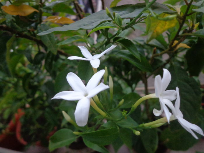 Jasmin azoricum,plina de bobocei