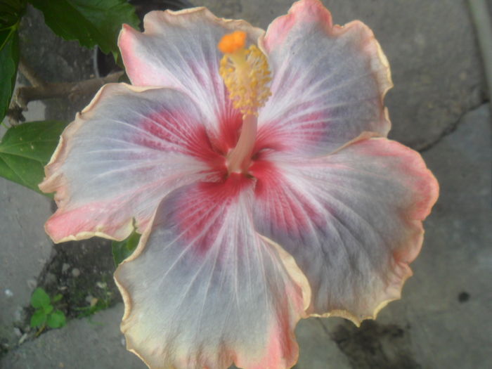 061