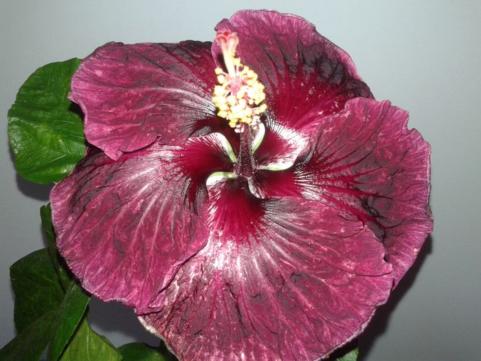 20160623_093430 - Hibiscus Black Dragon