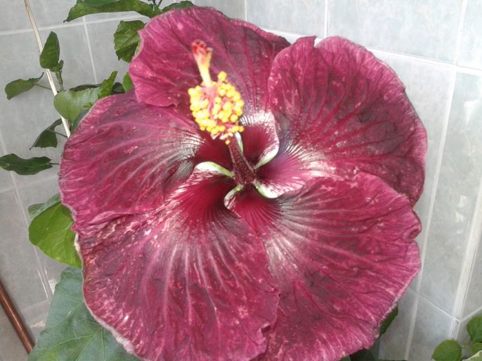 20160623_093533 - Hibiscus Black Dragon