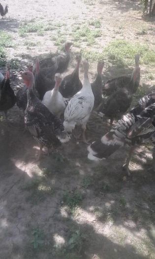 13521820_1582668235363806_1637901059_n