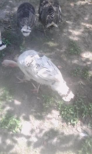 13522429_1582668285363801_565688701_n - Copy