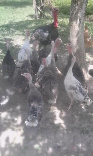 13521741_1582668215363808_1429755895_n - Copy