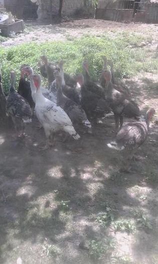 13521799_1582668172030479_1717304230_n