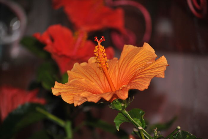 DSC_0002 - 1 FLORILE MELE - senzatie de viata in casa