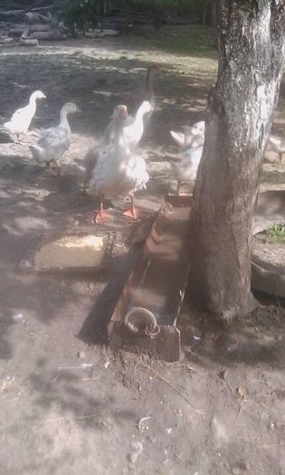 13521731_1582668425363787_167909468_n