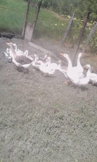 13530688_1582668342030462_1489451104_n