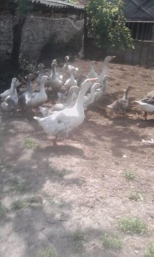 13535861_1582668485363781_826581598_n - Copy