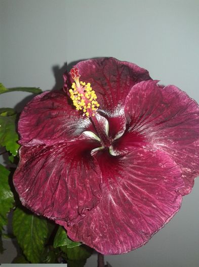 20160623_114937 - Hibiscus Black Dragon